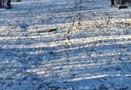 Kálvária Pilisborosjenő