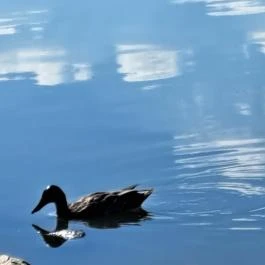 Kányavári-sziget Balatonmagyaród - Egyéb