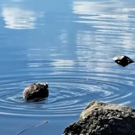 Kányavári-sziget Balatonmagyaród - Egyéb