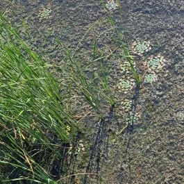 Kányavári-sziget Balatonmagyaród - Egyéb