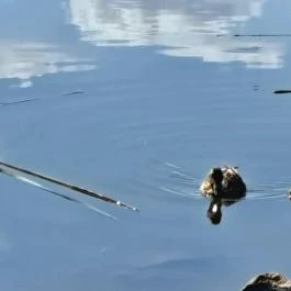 Kányavári-sziget Balatonmagyaród - Egyéb