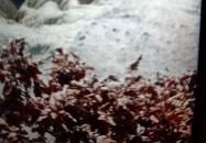 Kazári riolittufák Kazár