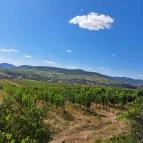 Kincsem Kastély Tolcsva - Egyéb