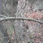 Kőbánya Szurdokpüspöki - Egyéb