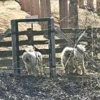 Kont fa Hédervár - Egyéb