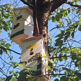 Kós Károly tér, Budapest - Egyéb