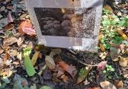 Lourdesi barlang - Gyümölcsoltó Boldogasszony pihenőhely Vácrátót