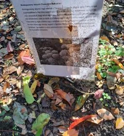 Lourdesi barlang - Gyümölcsoltó Boldogasszony pihenőhely