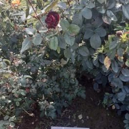 Luby-kastély Nagyar - Külső kép