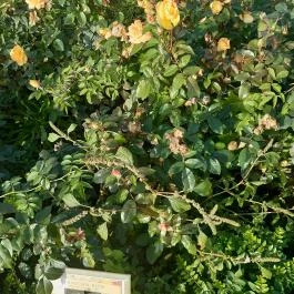 Luby-kastély Nagyar - Külső kép