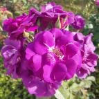 Luby-kastély Nagyar - Külső kép