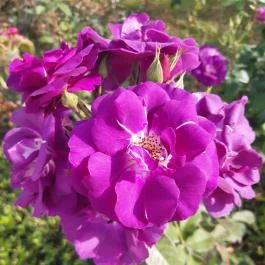 Luby-kastély Nagyar - Külső kép