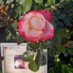 Luby-kastély Nagyar - Külső kép