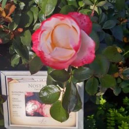 Luby-kastély Nagyar - Külső kép