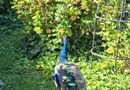 Mahayana Buddhista Egyház Garáb