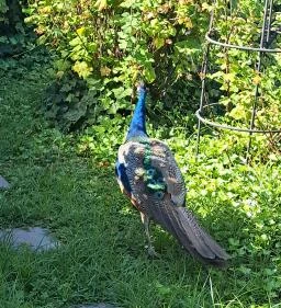 Mahayana Buddhista Egyház