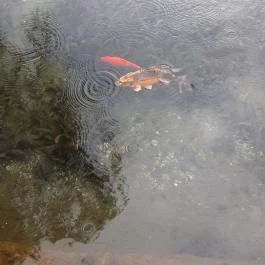 Malom-tó Tapolca - Egyéb