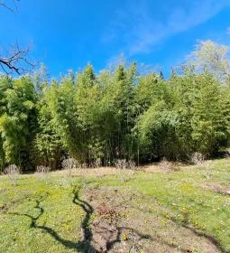 MATE Gödöllői Botanikus Kert
