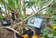 MATE Gödöllői Botanikus Kert Gödöllő