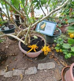 MATE Gödöllői Botanikus Kert