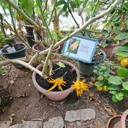 MATE Gödöllői Botanikus Kert, Gödöllő - Egyéb