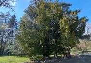 MATE Gödöllői Botanikus Kert Gödöllő