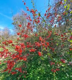 MATE Gödöllői Botanikus Kert