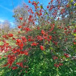 MATE Gödöllői Botanikus Kert, Gödöllő - Egyéb