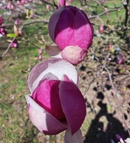 MATE Gödöllői Botanikus Kert