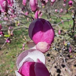 MATE Gödöllői Botanikus Kert, Gödöllő - Egyéb