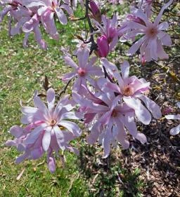 MATE Gödöllői Botanikus Kert