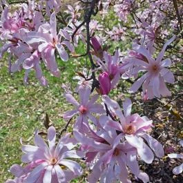 MATE Gödöllői Botanikus Kert, Gödöllő - Egyéb