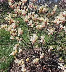 MATE Gödöllői Botanikus Kert