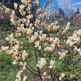 MATE Gödöllői Botanikus Kert, Gödöllő - Egyéb