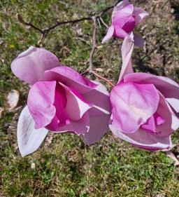 MATE Gödöllői Botanikus Kert