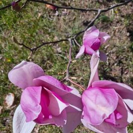 MATE Gödöllői Botanikus Kert, Gödöllő - Egyéb
