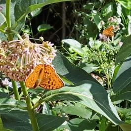 Mesélő föld Felsőpetény - Egyéb