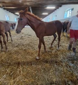 Mezőhegyesi Nemzeti Ménesbirtok