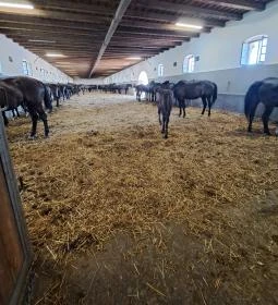 Mezőhegyesi Nemzeti Ménesbirtok