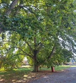 Mezőhegyesi Nemzeti Ménesbirtok