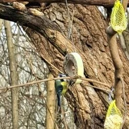 Mókaliget Budapest - Egyéb