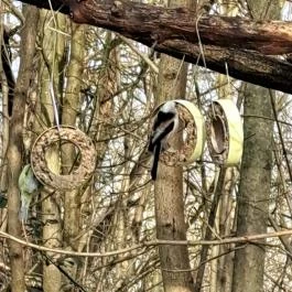 Mókaliget Budapest - Egyéb