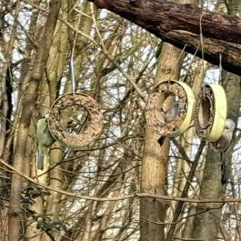 Mókaliget Budapest - Egyéb