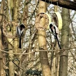 Mókaliget Budapest - Egyéb