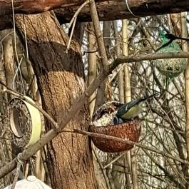 Mókaliget Budapest - Egyéb