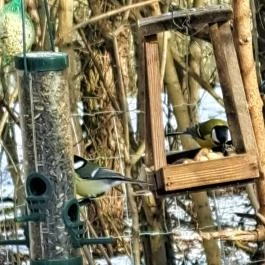 Mókaliget Budapest - Egyéb