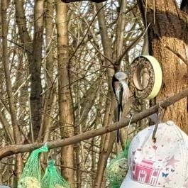 Mókaliget Budapest - Egyéb