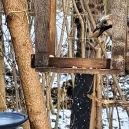 Mókaliget Budapest - Egyéb