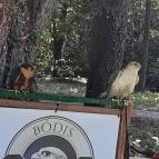 Nádasdy-kastély Nádasdladány - Egyéb