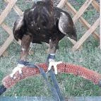 Nádasdy-kastély Nádasdladány - Egyéb